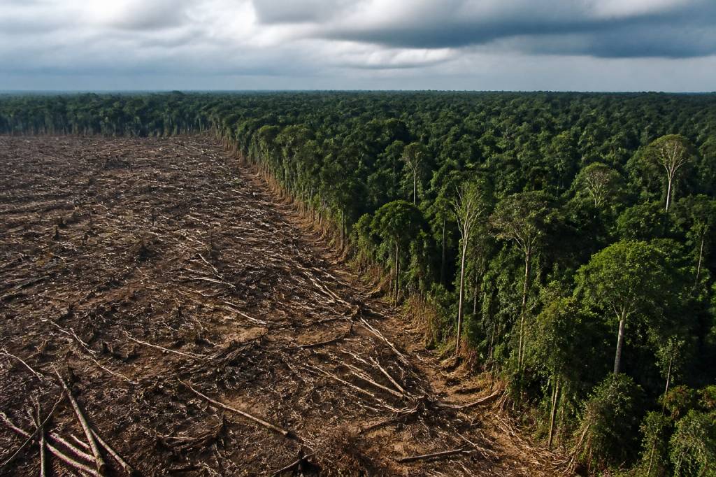 Amazônia e desmatamento: causas, impactos e soluções sustentáveis